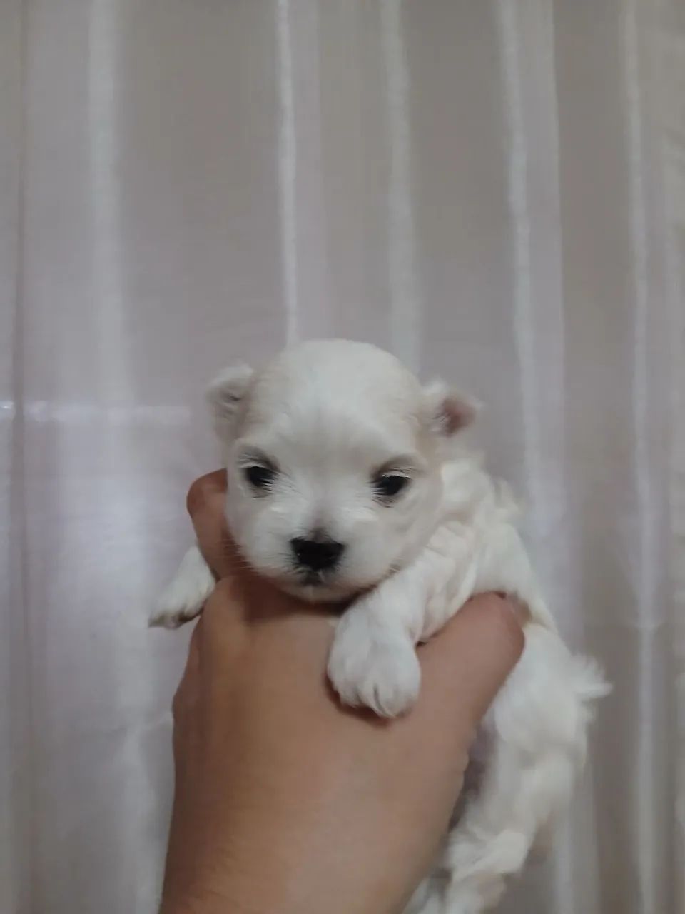 Maltês  - Foto 2
