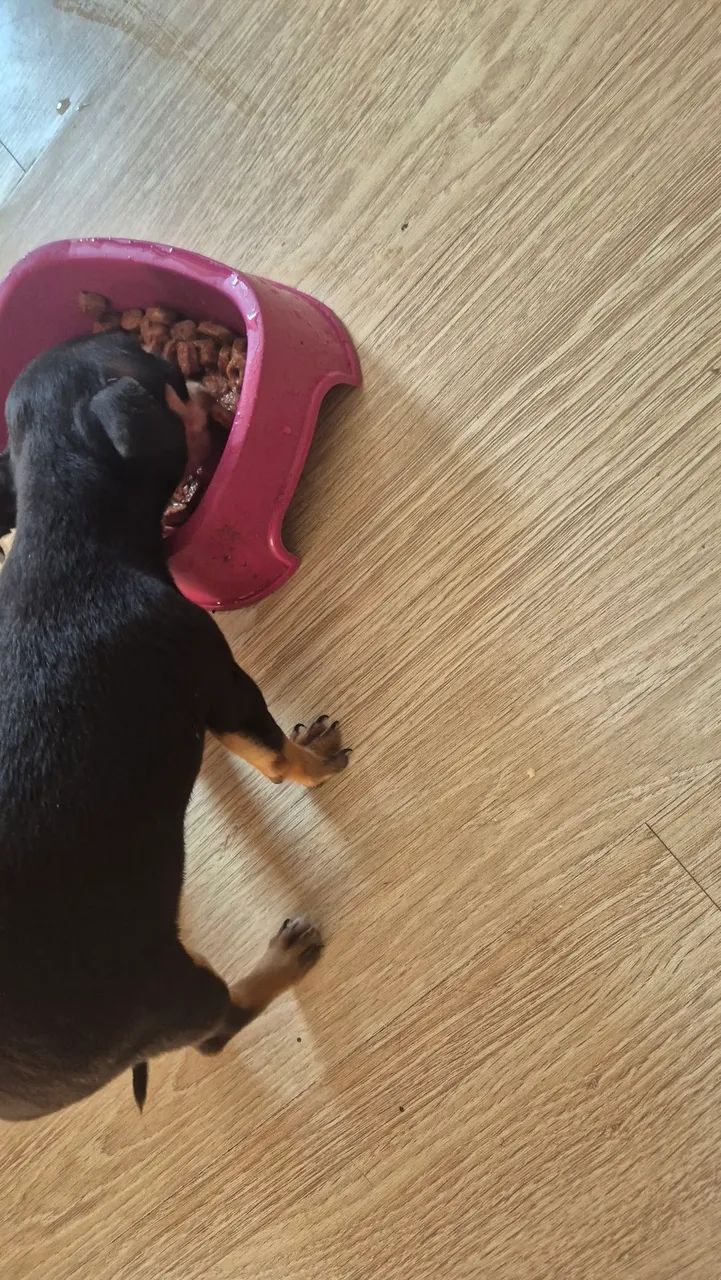 Pinscher macho 