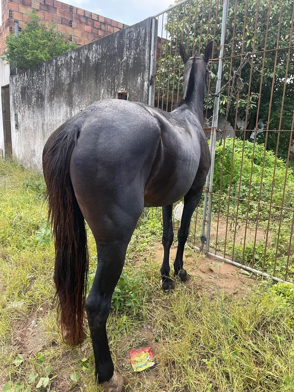 Vende-se égua mansa batida macio - Foto 2
