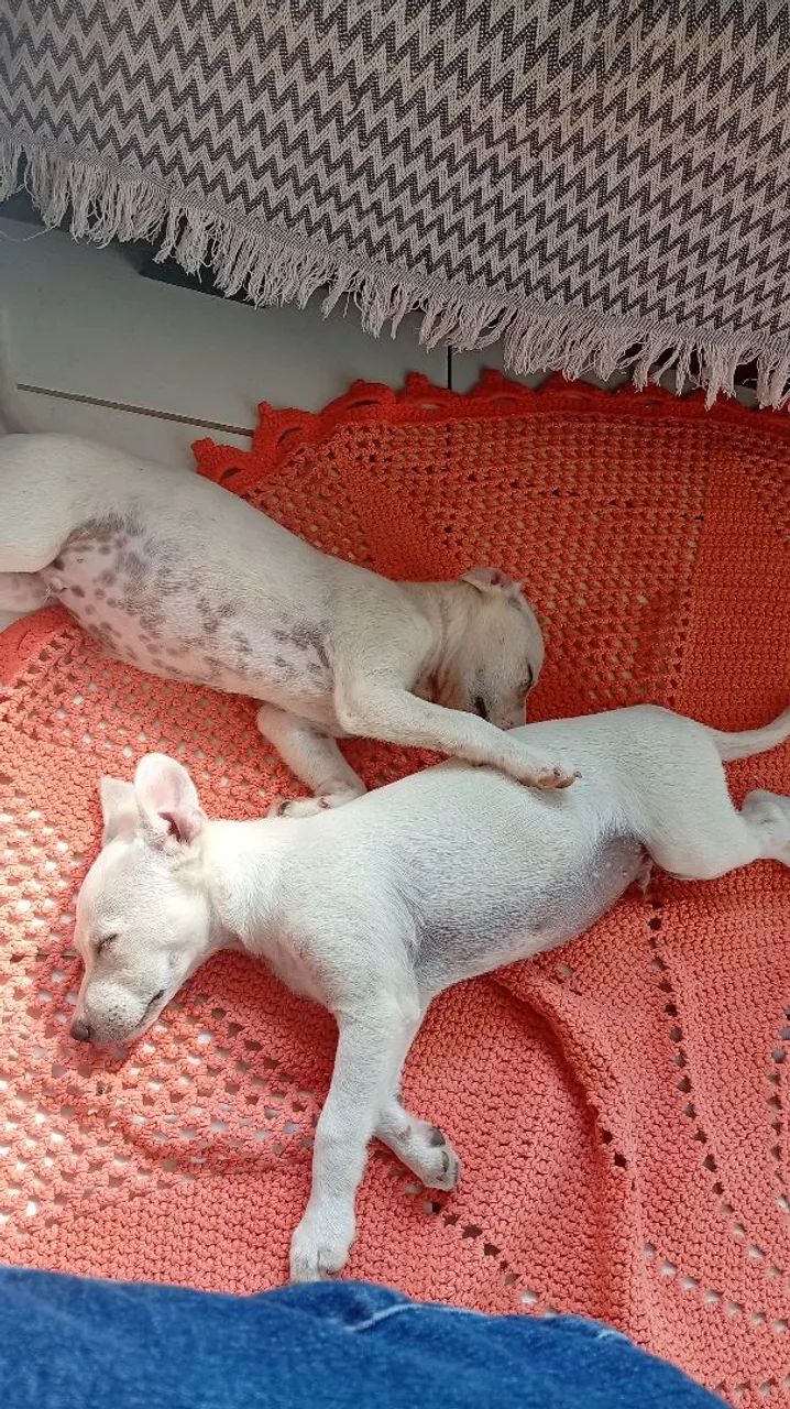 Doações Pet - Foto 2