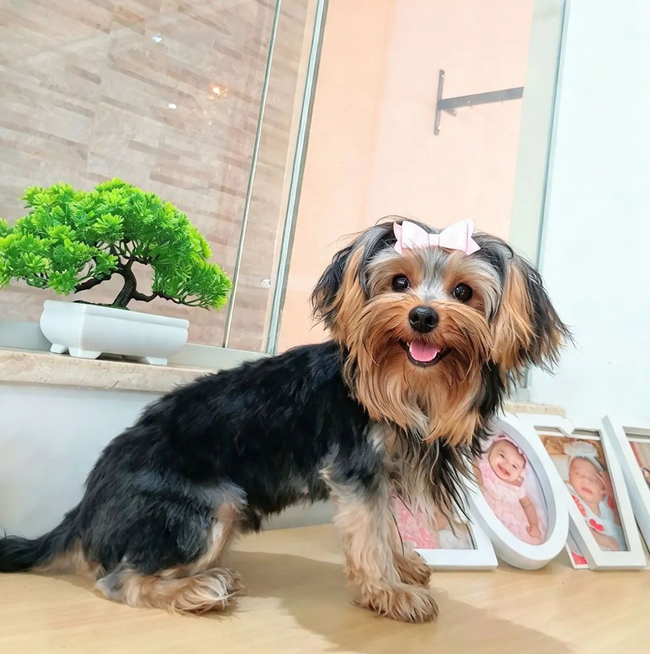 Cachorro yorkshire terrier  - Foto 2