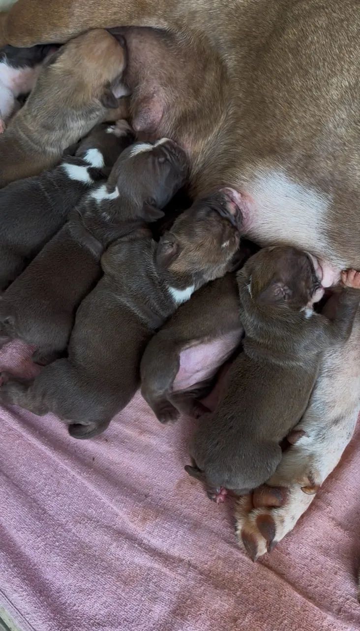 Buldogue Campeiro  - Foto 5