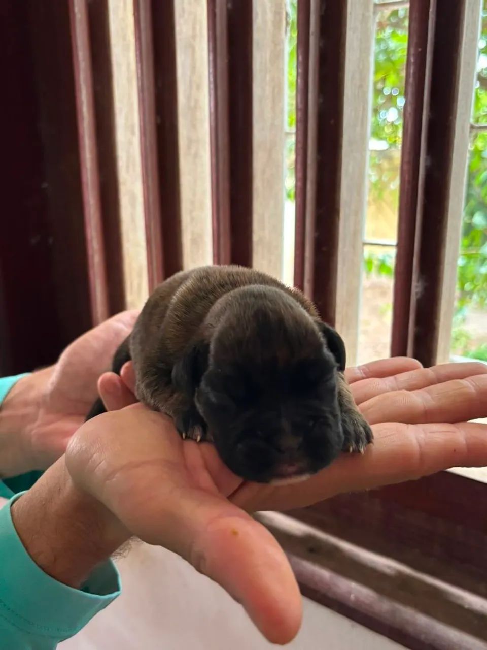 FILHOTES DE BOXER À VENDA - Foto 5