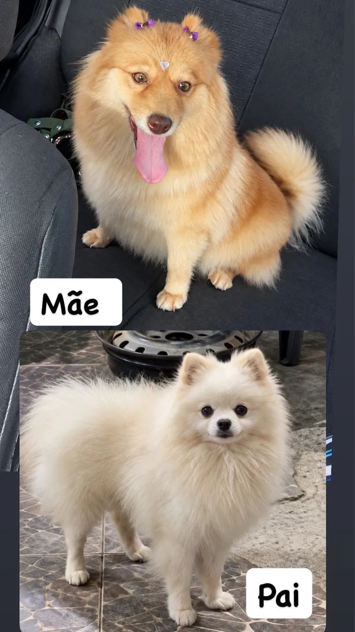 Spitz Alemão  - Foto 3
