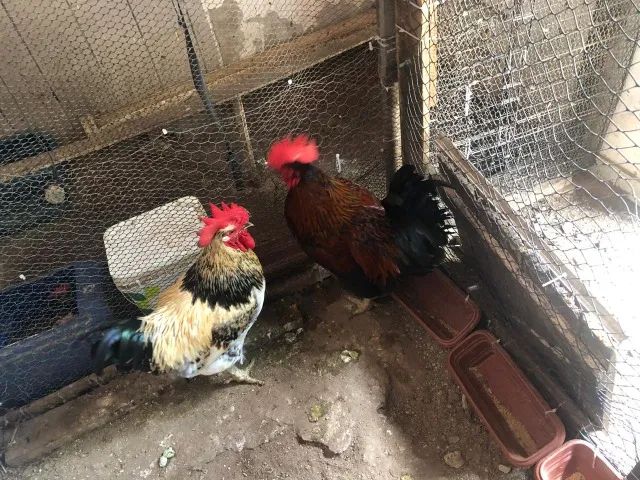 Vendo dois frangos caipira  - Foto 2