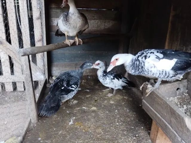 patos - Foto 2