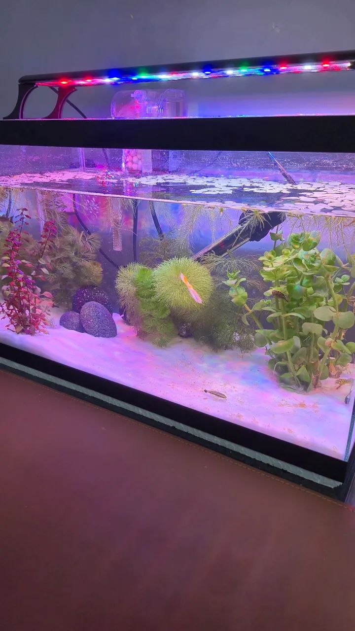 Aquario 30L completo top - Foto 2