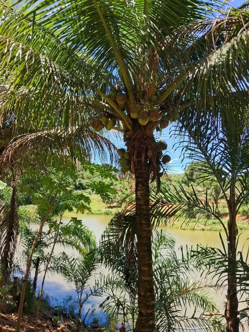 Sitio com linda area verde  em Timbuí - Fundão - ES - Foto 4