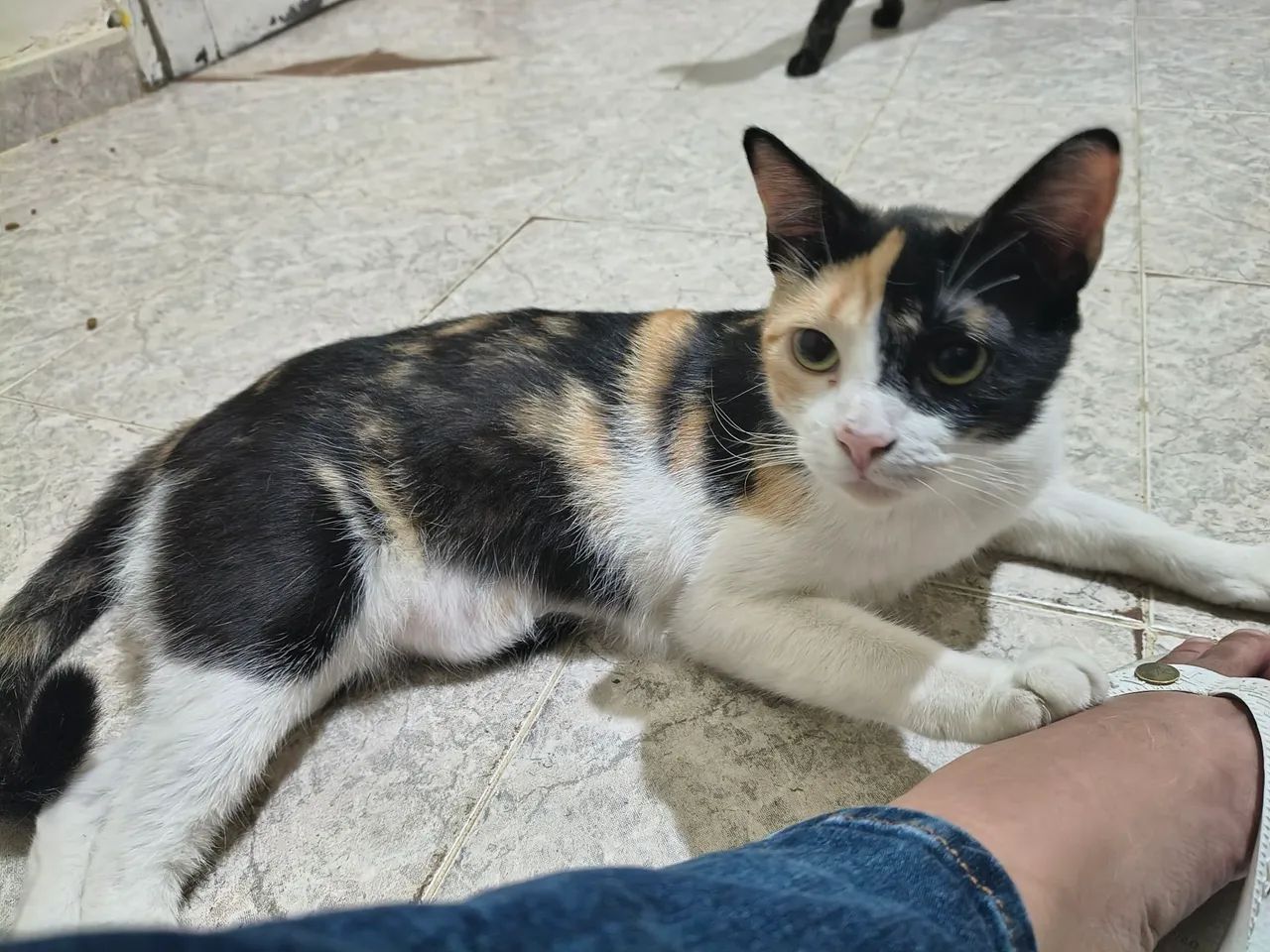 Adoção  - Foto 3