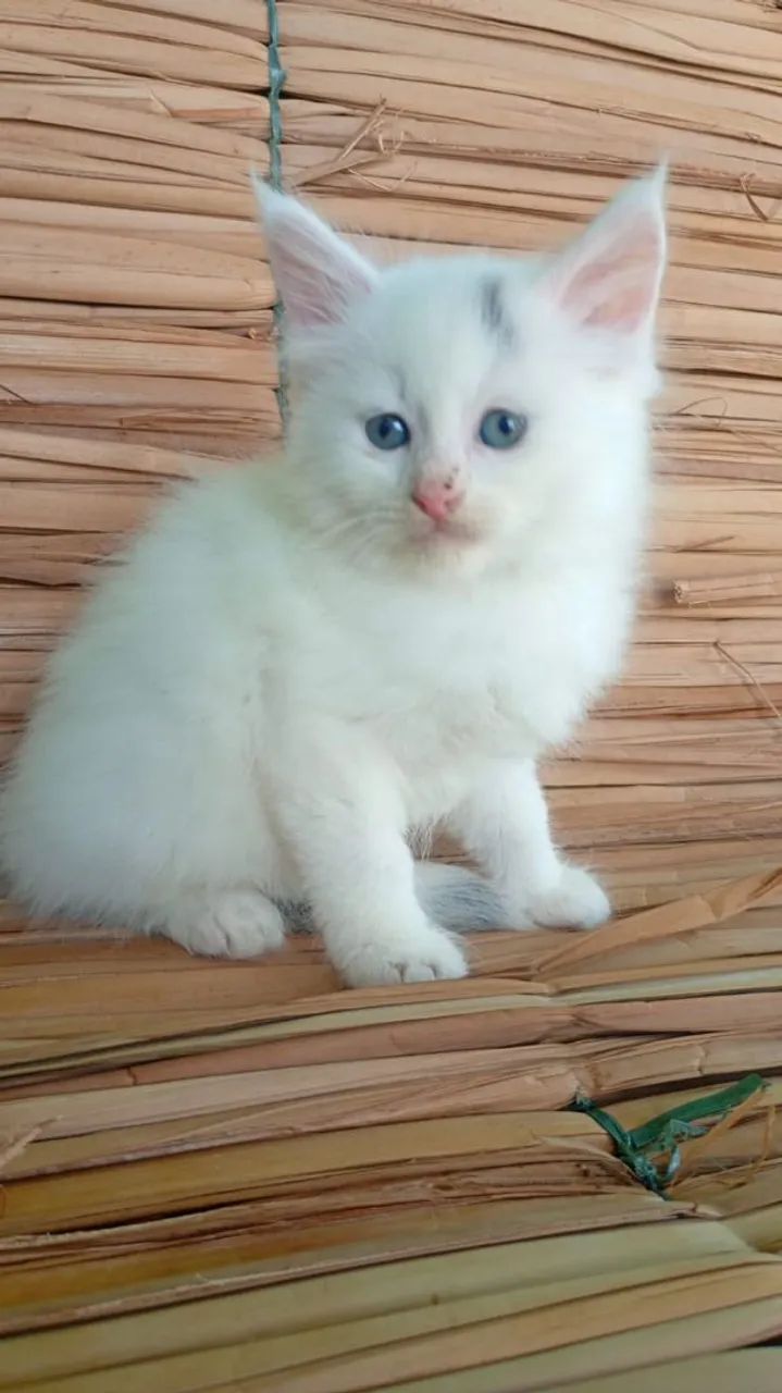 Gato Maine coon  - Foto 2