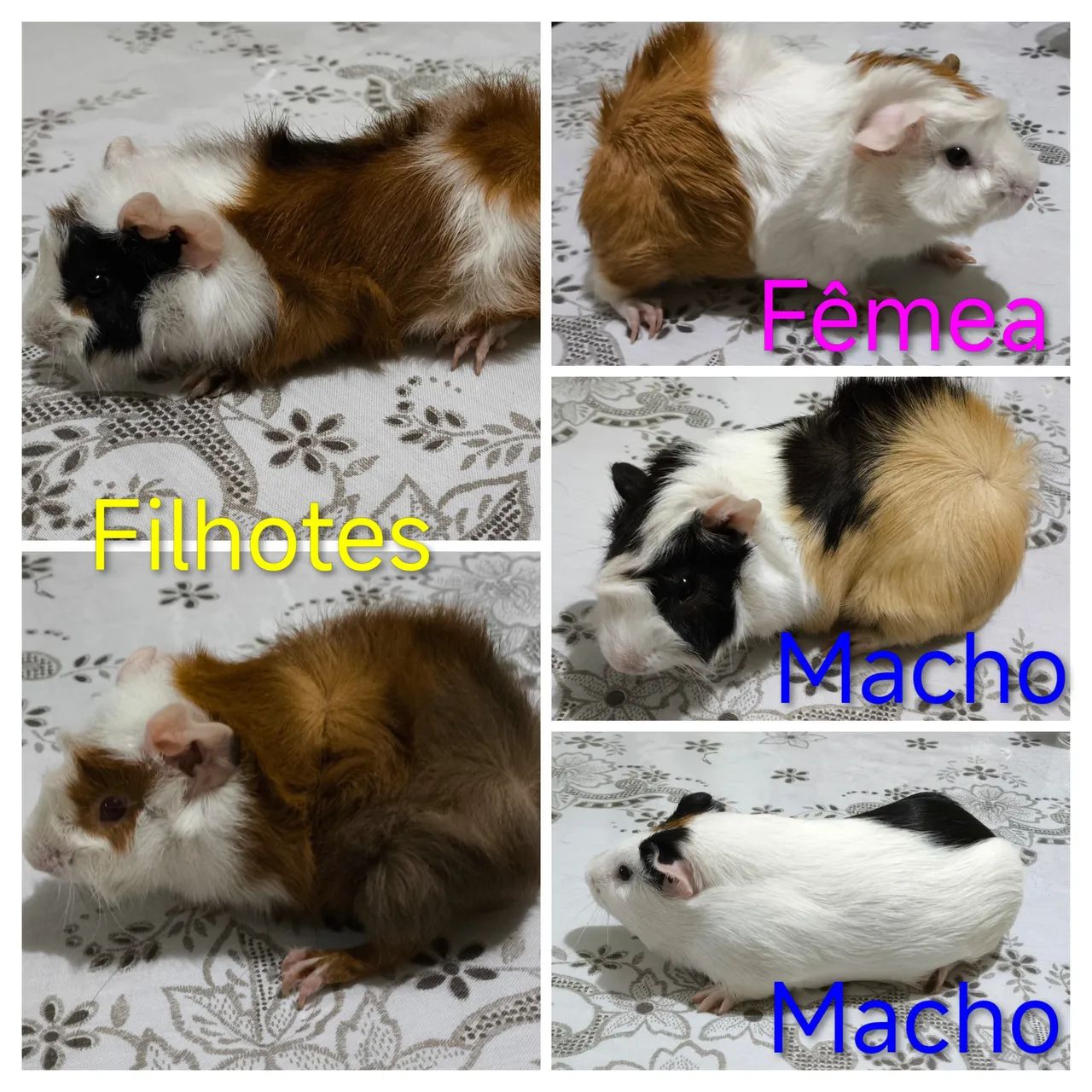 Porquinhos da índia 