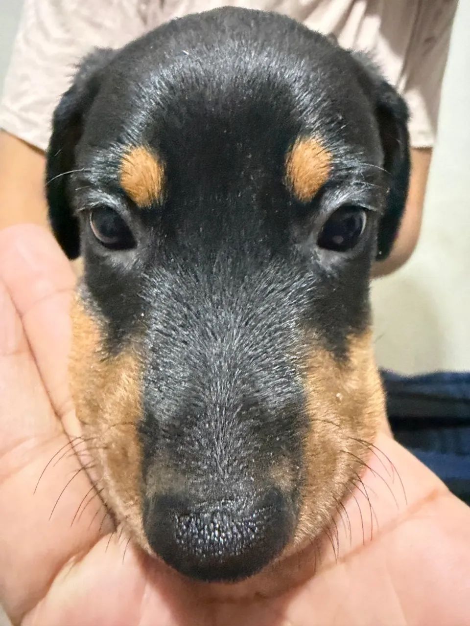 Doberman filhote puros - Foto 4