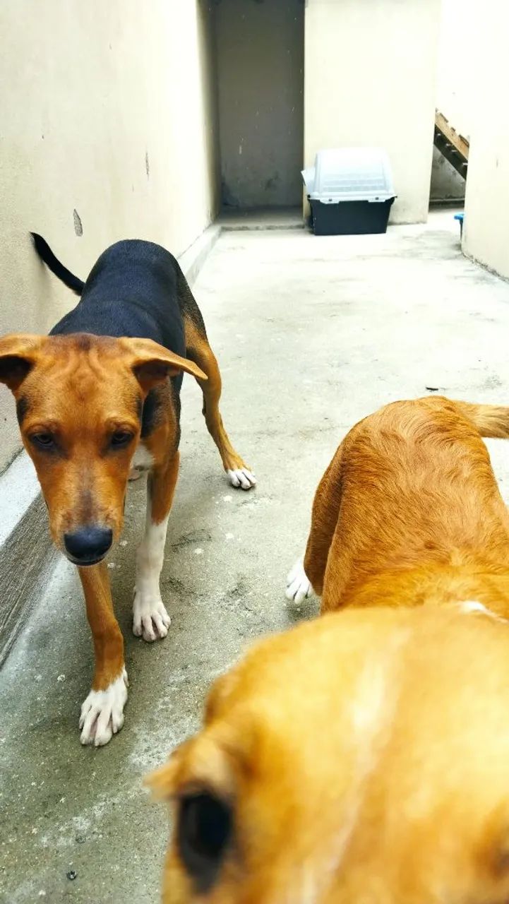 Cães para doação  - Foto 2