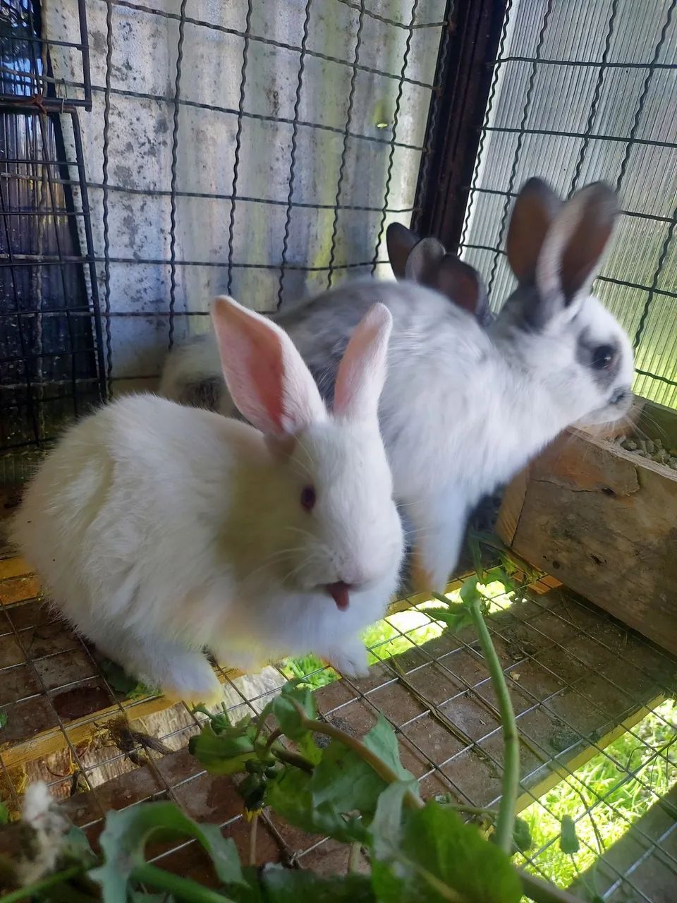 Coelhos - Foto 2
