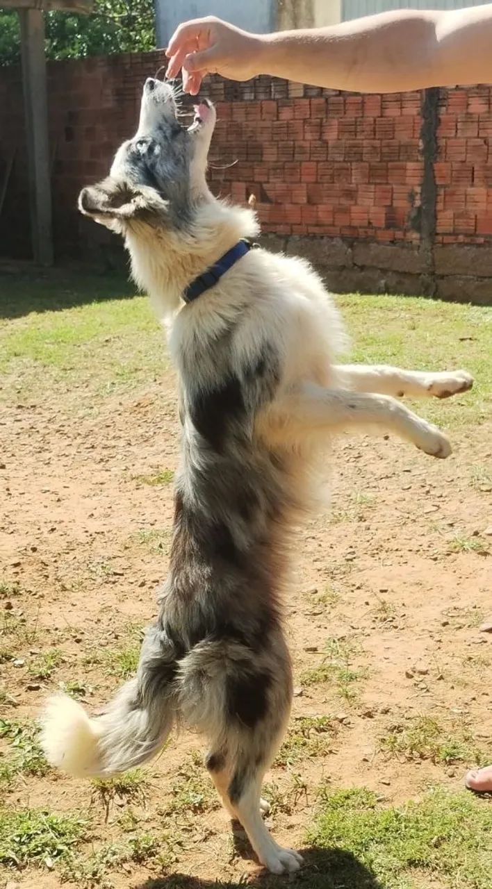 Border Collie Blue Merle  - Foto 3