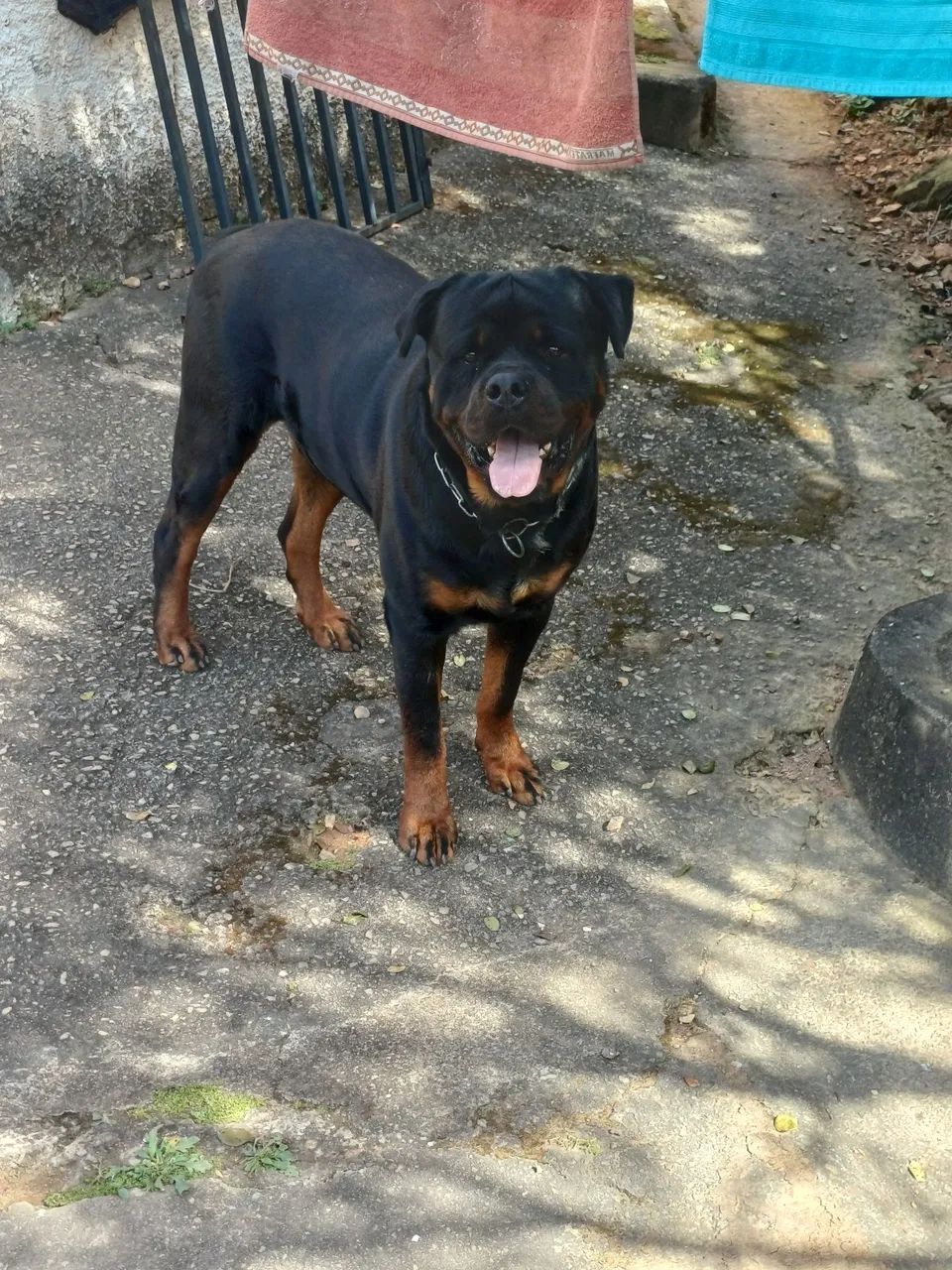 Rottweiler - Foto 5