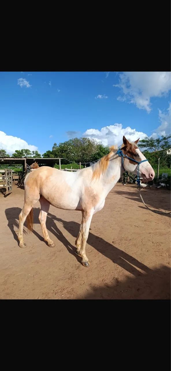 Cavalo penti horse 