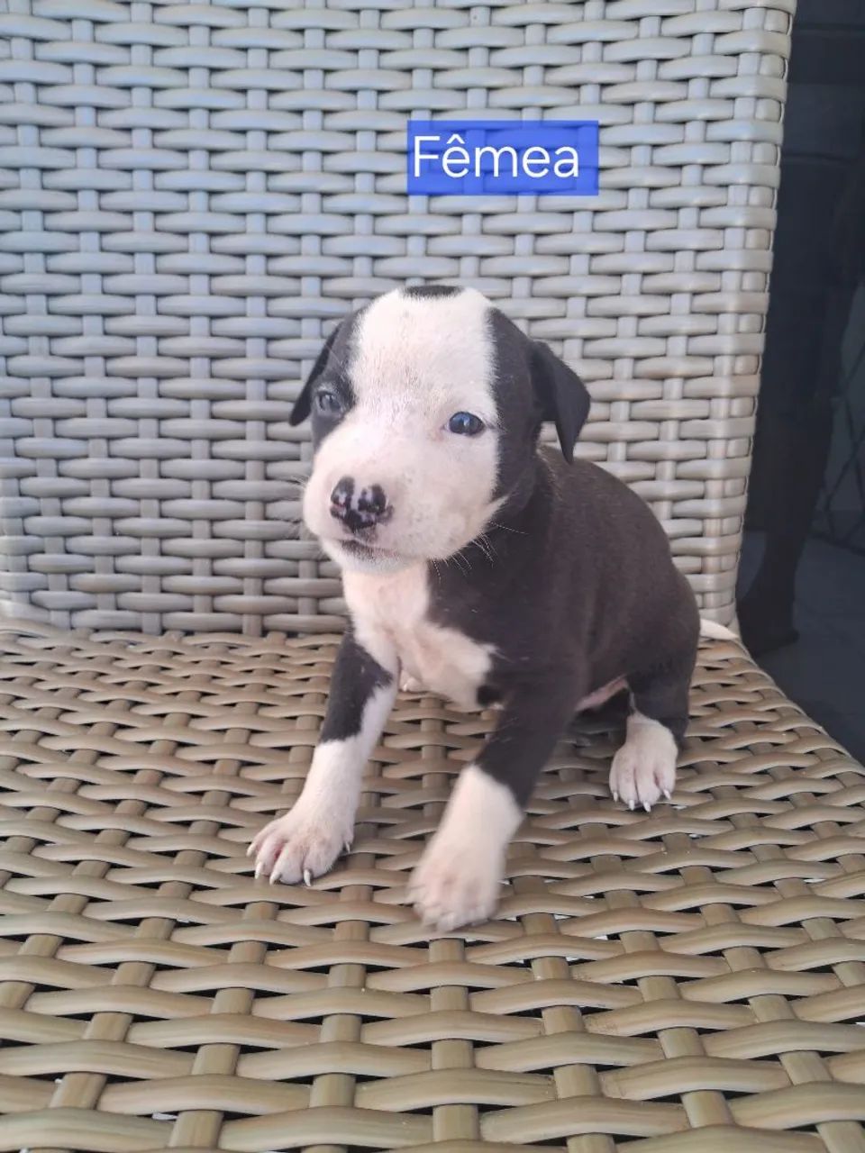 Filhotes de pitibull  - Foto 2