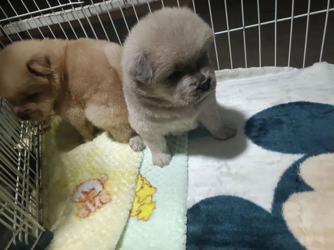 Chow Chow americano