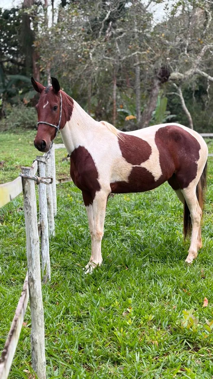 Cavalo