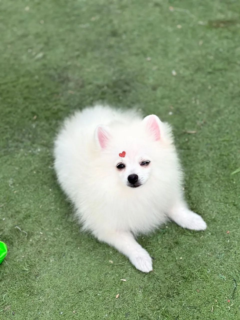 Spitz alemão  - Foto 2