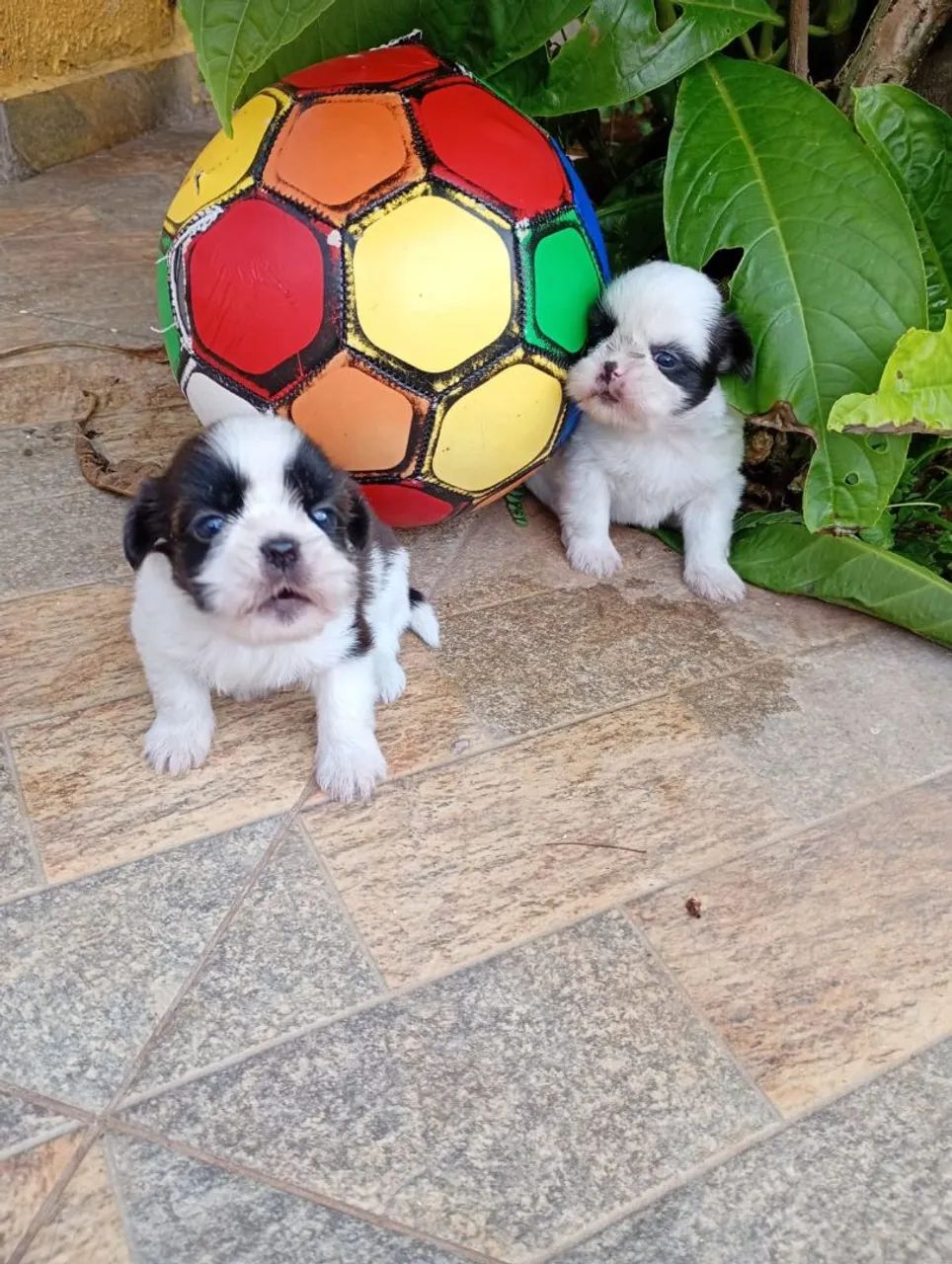 Shih Tzu Machos com pedigree em 10x de $120