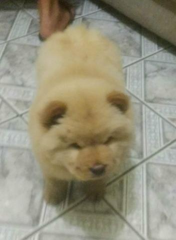 Chow Chow
