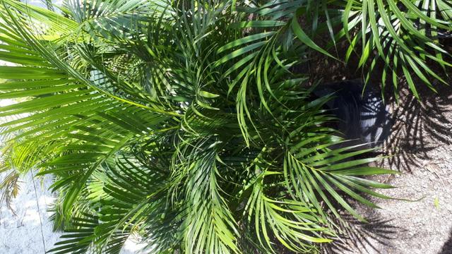 Plantas e grama