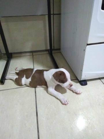 Vende-se Filhotes de Pitt Bull - Foto 3