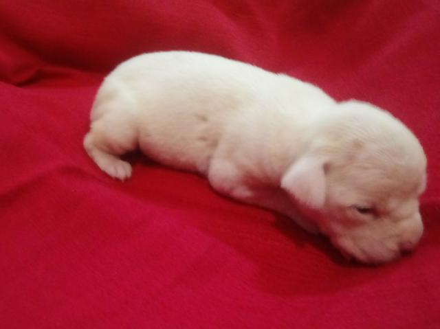 Filhote de boxer parcelo no cartão - Foto 2