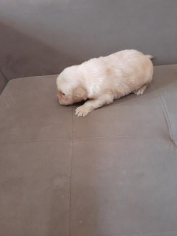 Filhotes de golden retriever - Foto 4
