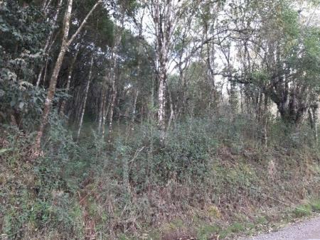 Chácara à venda em Pedras brancas, Sao marcos cod:11375 - Foto 2