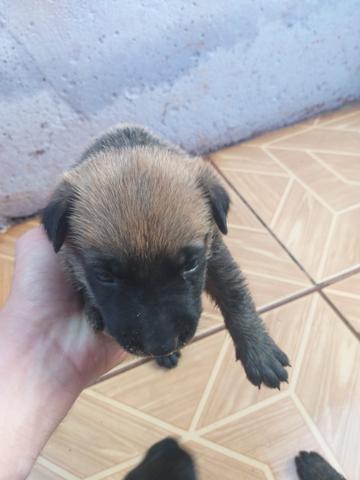 Vende-se Cães da Raça Pastor Alemão - Foto 4