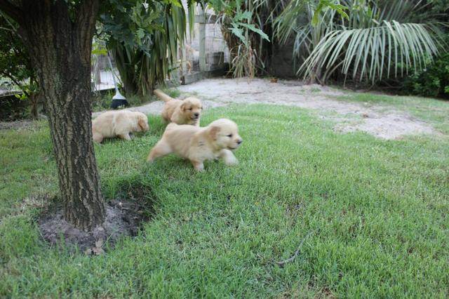 Filhotes TOP's de Golden Retriever com Pedigree!