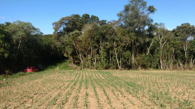 Chácara em Campo Largo Bairro Rondinha - Estrada da Sereia - Foto 3