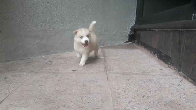 Husky filhote com pedigree - Foto 3