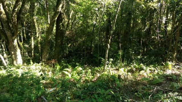 Chácara em Campo Largo Bairro Rondinha - Estrada da Sereia - Foto 11