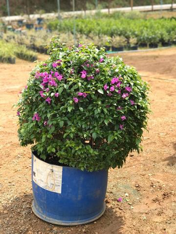 Ornamental ,frutiferas e reflorestamento - Foto 2