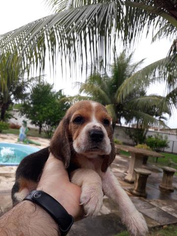 Filhote Beagle - Foto 2