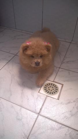 Vendo uma filhote de Chow-chow