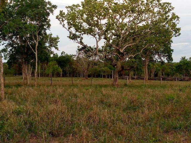 Vende-se uma chácara em Poconé, 50 hectares - Foto 10