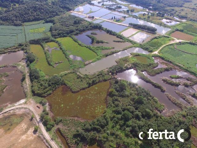 Chácara em Araucária - excelente para pesqueiro!!!! - Foto 7