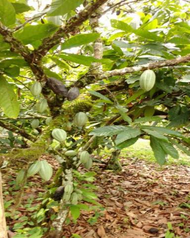 Fazenda sempre alegre a 20km de ilhéus - Foto 16
