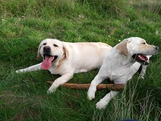 Filhotes TOP's de Labrador Retriever Champanhe! - Foto 4