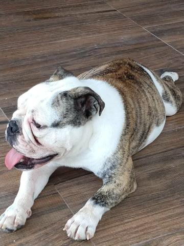 Bulldog 1 ano de idade Femea