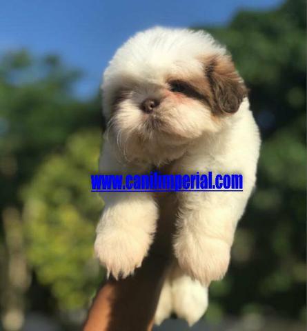 Shih Tzu Filhotes Excelentes Padrão da Raça Documentados gratuitamente - Foto 6