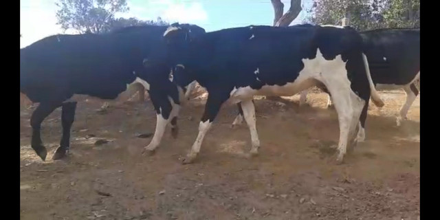 Novilhas e vacas Girolandas 3/4 e 7/8 extra - Foto 6