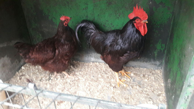 Ovos de rhode