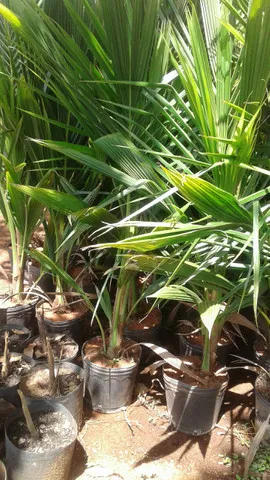 Oferta frutíferas produzindo - Limão taiti, pokan - Coco -Montamos pomar, grama, podas