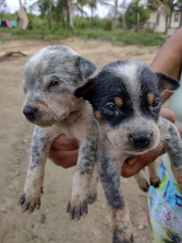 Blue Heeler/ Boiadeiro Australiano 